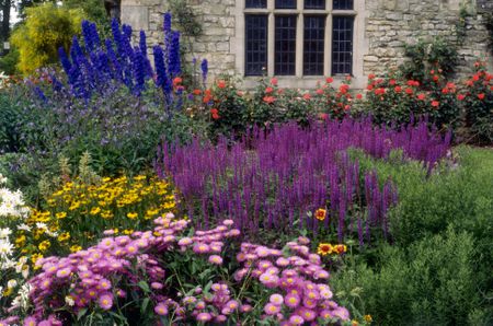 herbaceous perennials - salvias, rudbeckia, dahlias, delphiniums