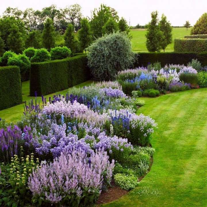 garden full of purple salvia’s