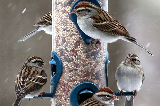 birds feeding from a hanging bird feeder