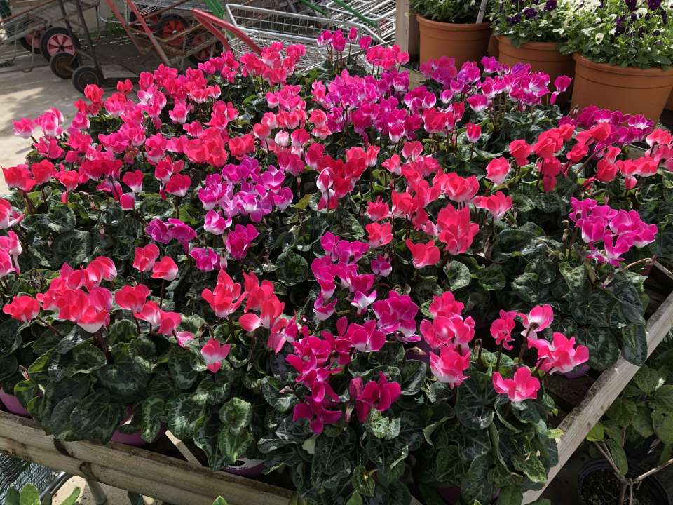 red winter cyclamen