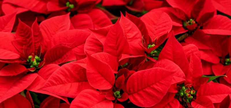 poinsettia red real plant