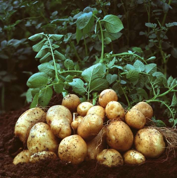 potatoes growing in the soil