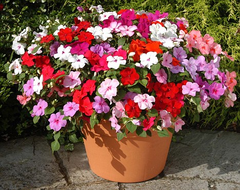 bizzie lizzies growing in a terracotta plant pot