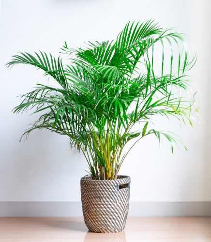 boston palm house plant