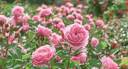 wild pink roses growing