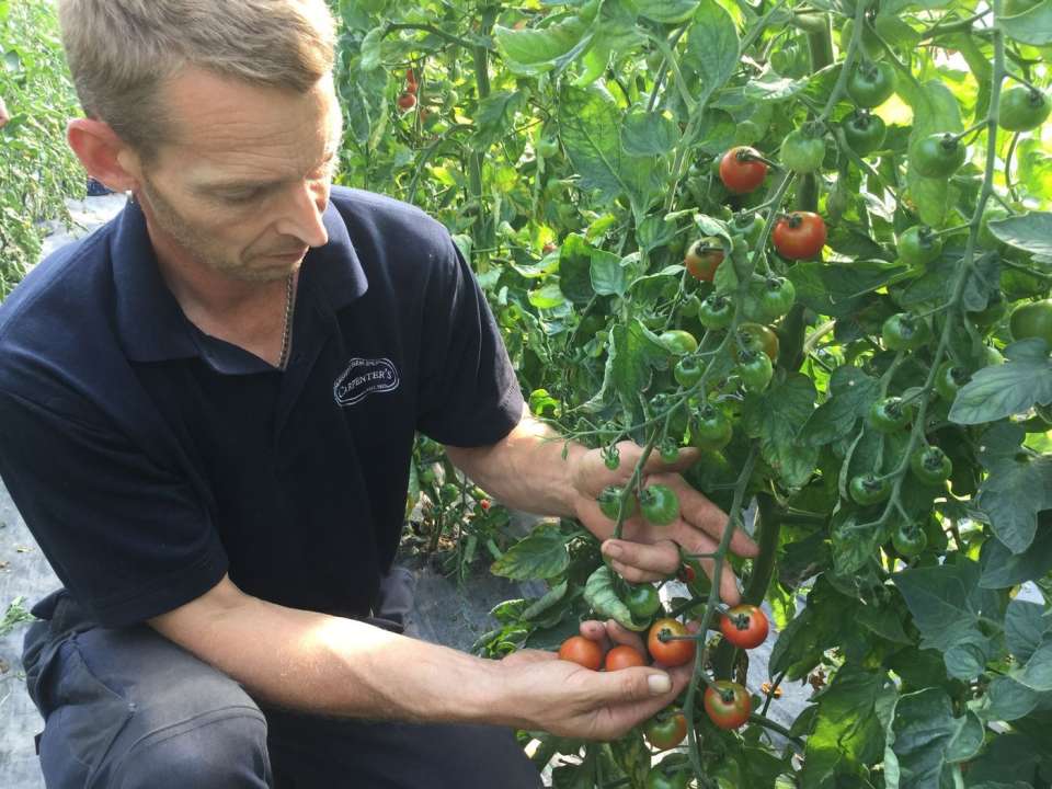 dave from carpenters nursey harvesting tomatoes