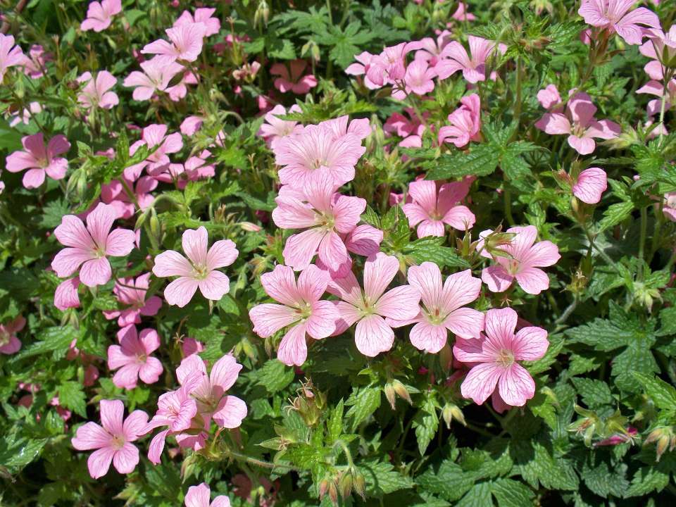 geraniums