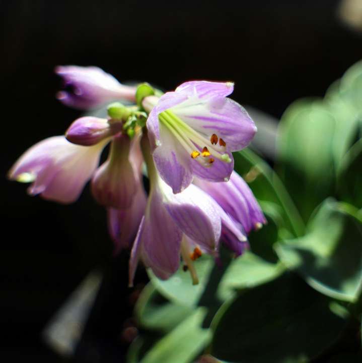 blue mouse ears hosta 