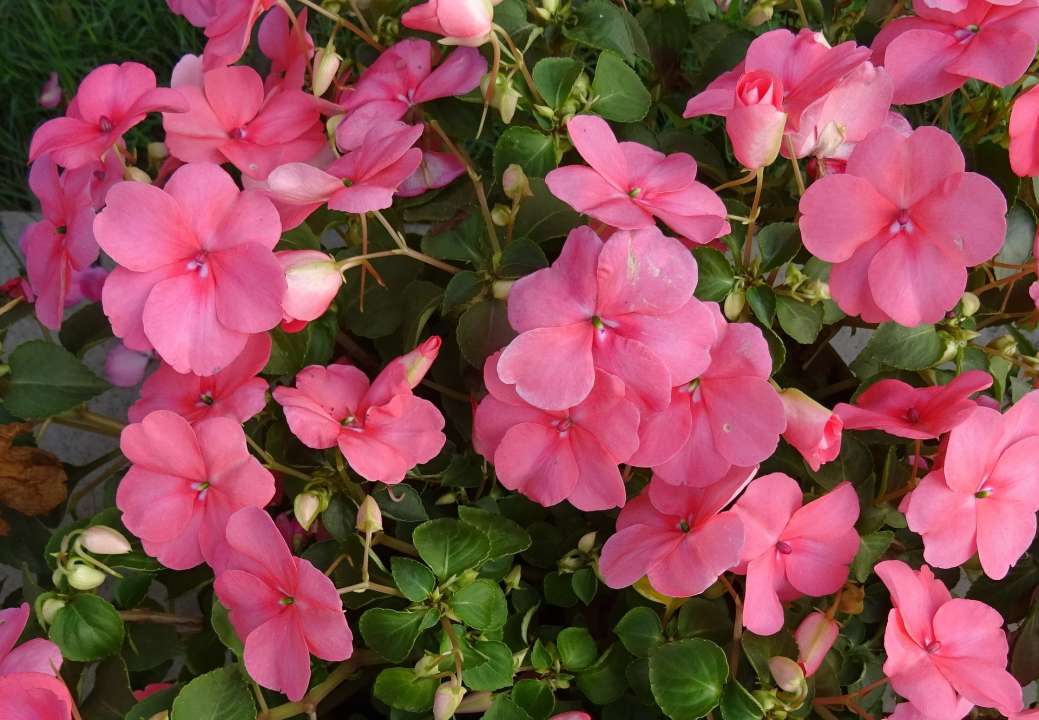 impatiens busy lizzies 