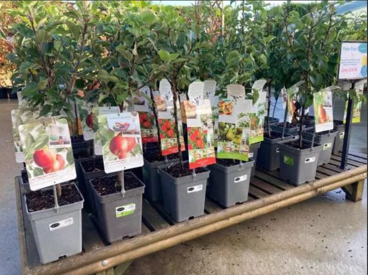plant pots of fruit trees and fruit bushes