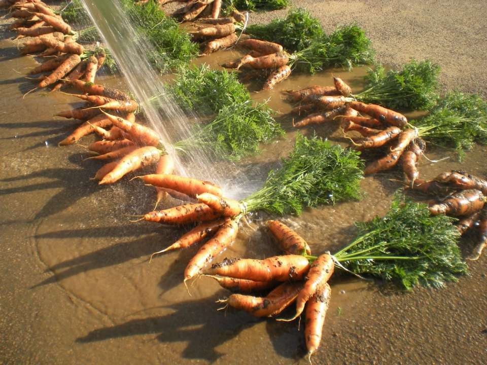washing tasty organic carrots