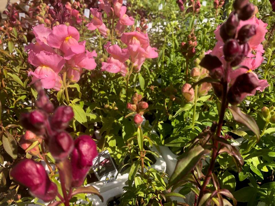 antirrhinums