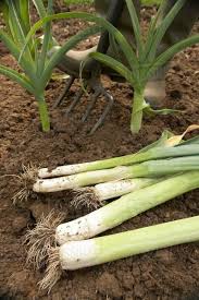 planting leeks in the ground