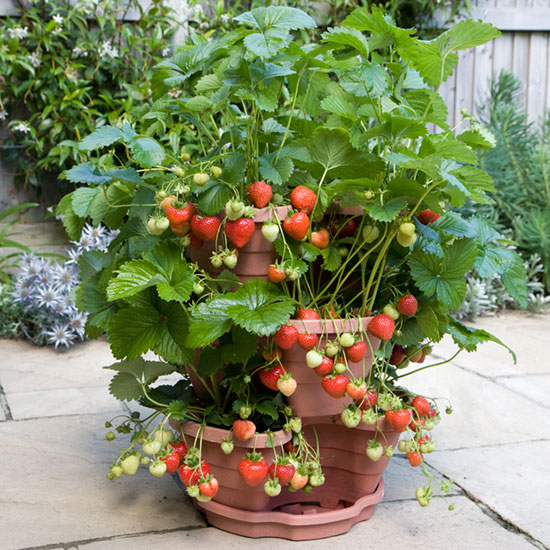 growing strawberries in a plant pot