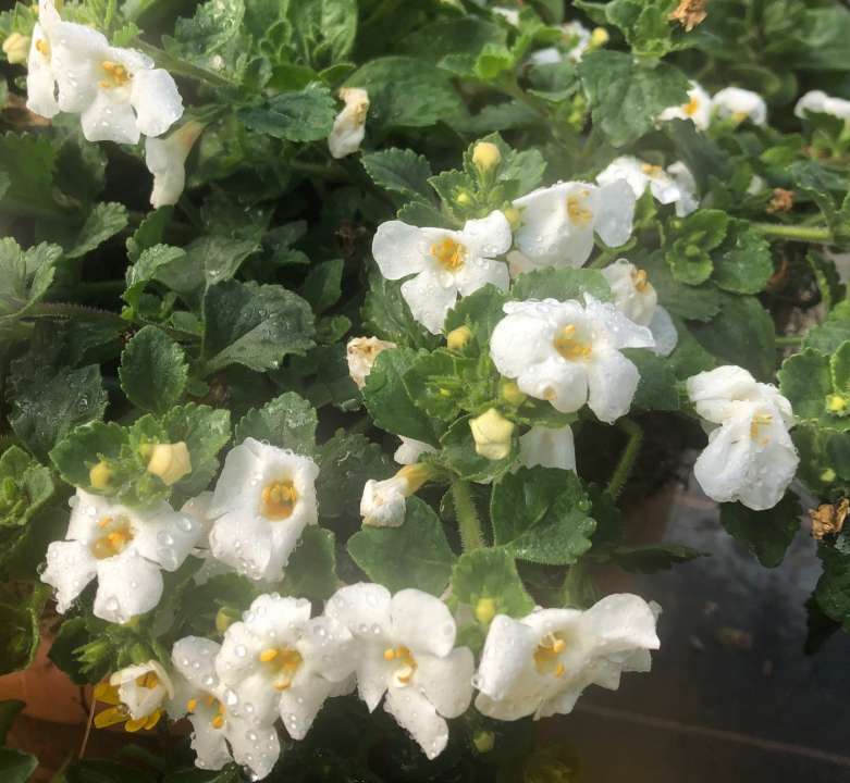 bacopa summer bedding plants