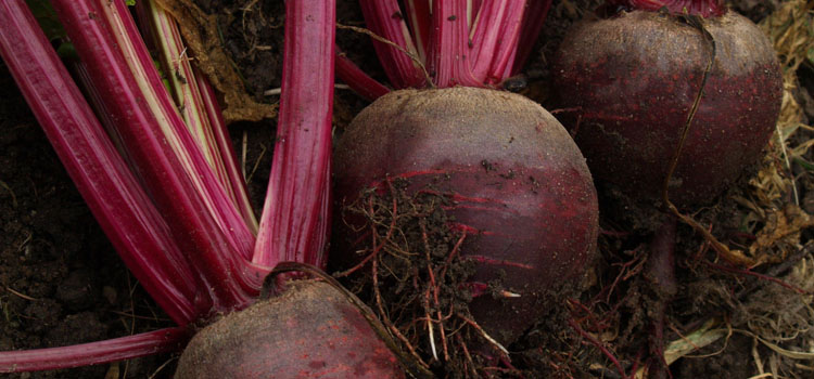 beetroot growing in the soil