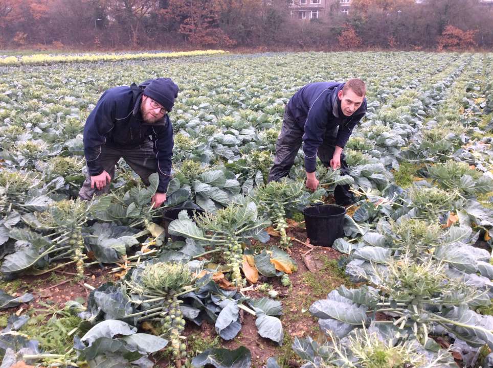 gardeners harvesting sprouts to become brussels sprout picker of the year