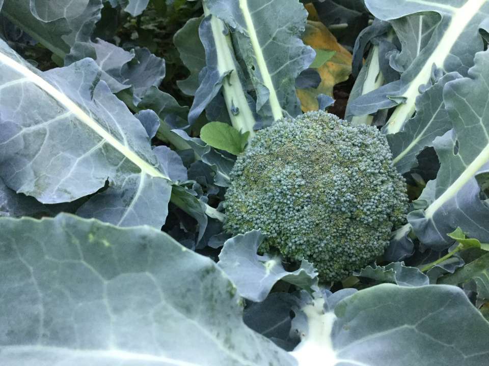 fresh broccoli growing