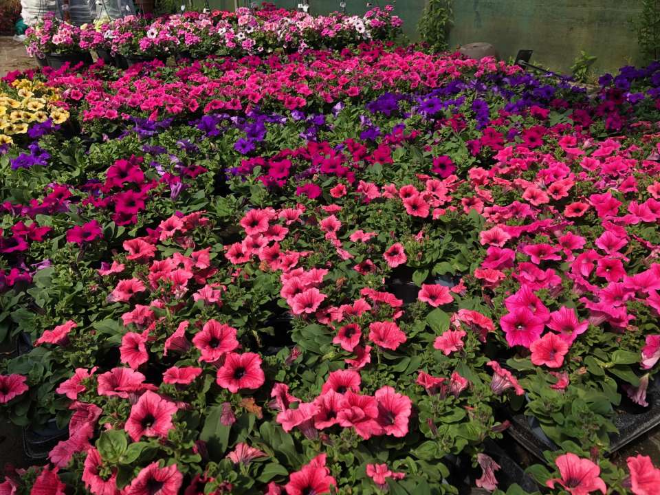 petunias 