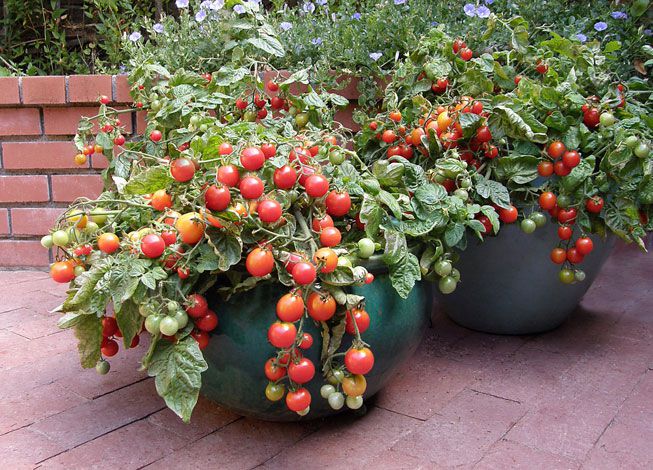 tomatoes growing in a plant pot