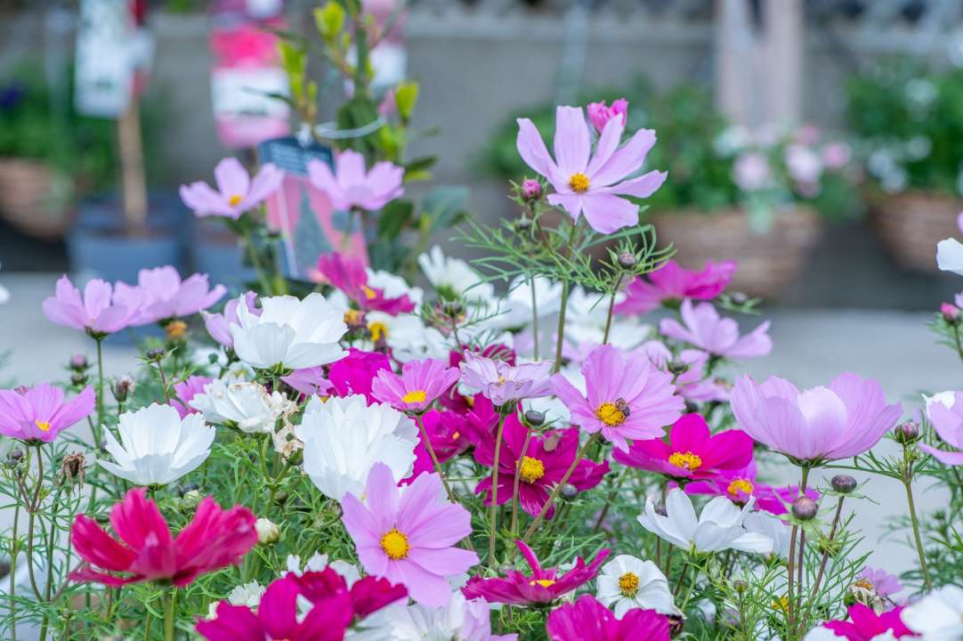 cosmos summer bedding plants