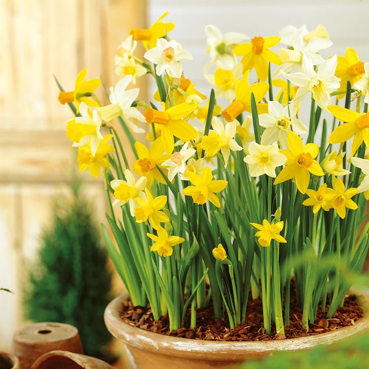 yellow daffodils growing in a plant pot