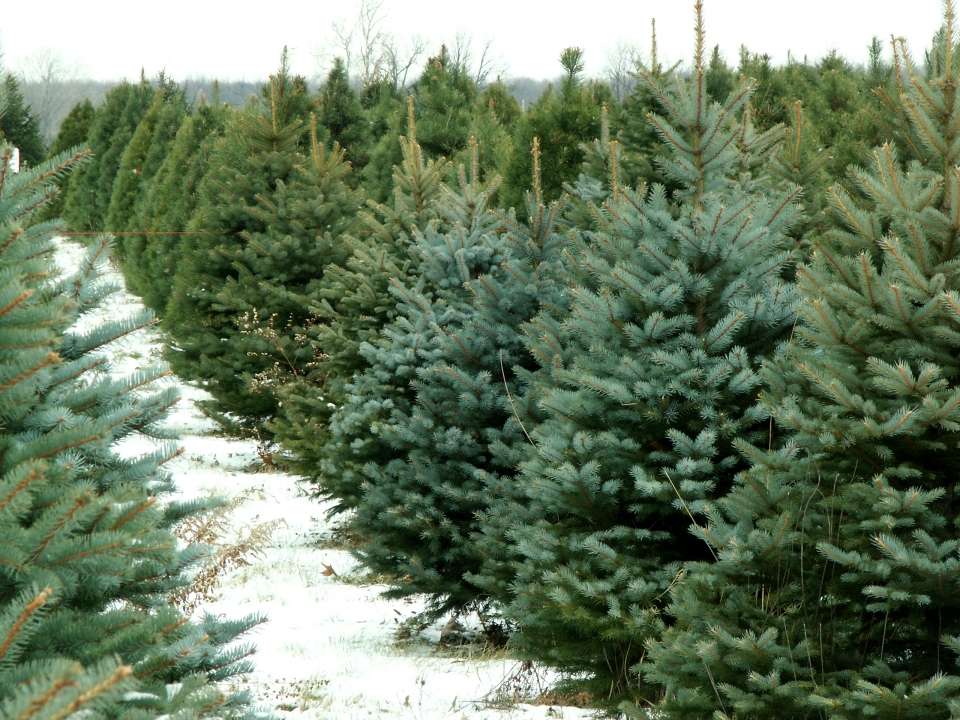 Nordman fir Christmas trees