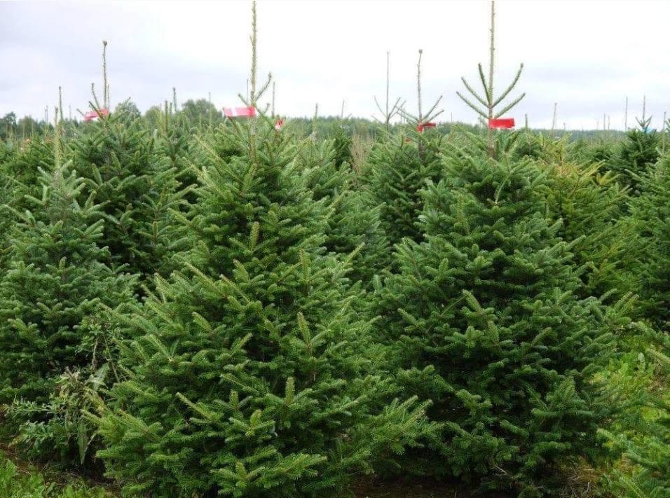 real christmas trees growing in the nursery