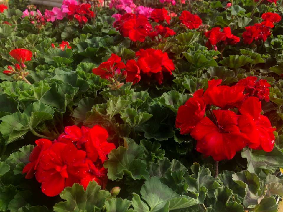 Image of Geraniums summer bedding plant