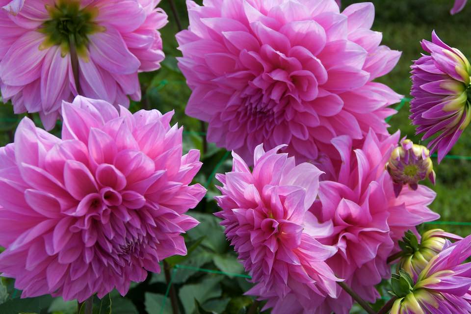 growing pink dahlias