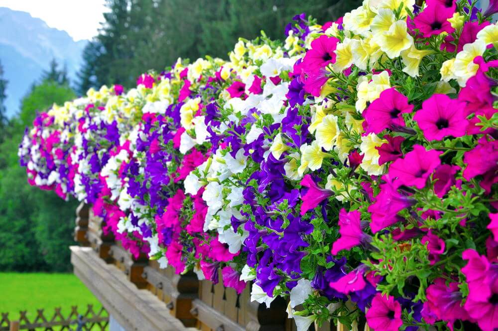 trailing petunias