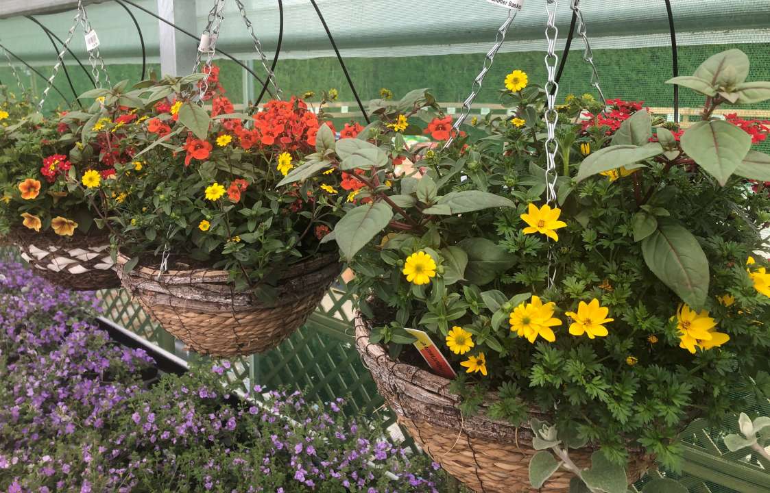 trailing petunias growing in hanging baskets