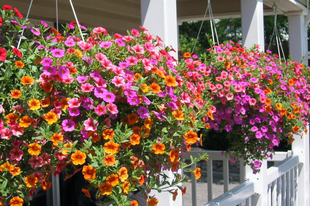 surfinia growing in hanging baskets