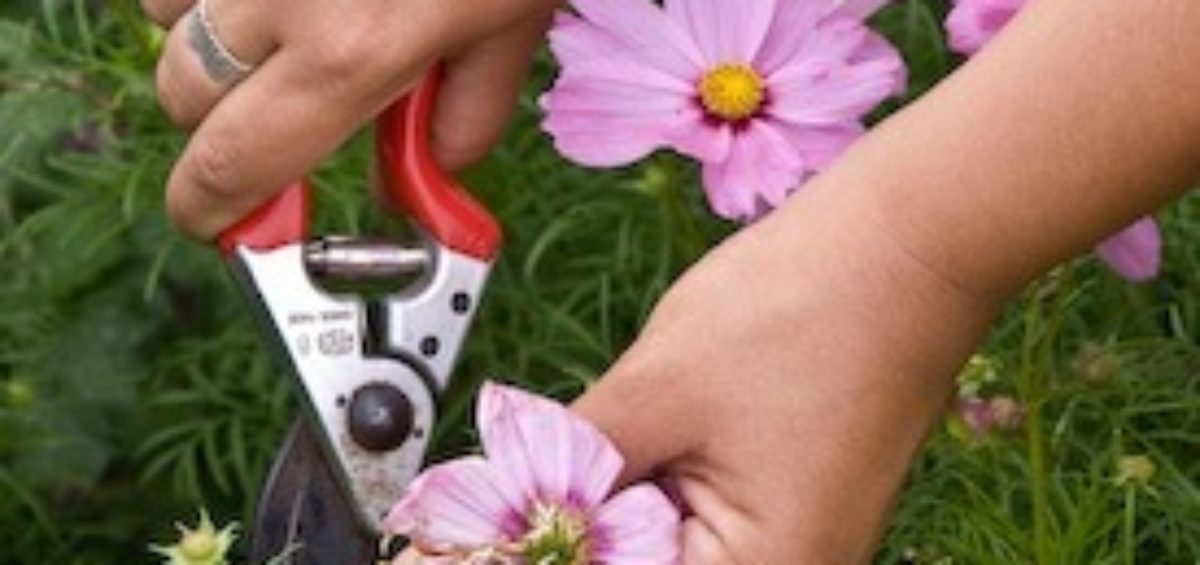 deadheading spent blooming perennial flowers with secateurs