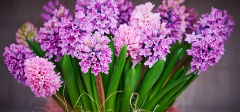 hyacinths