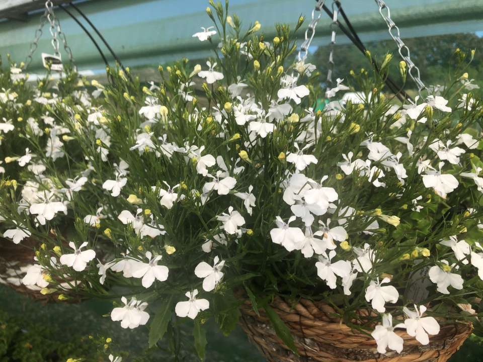 lobelia summer bedding plants