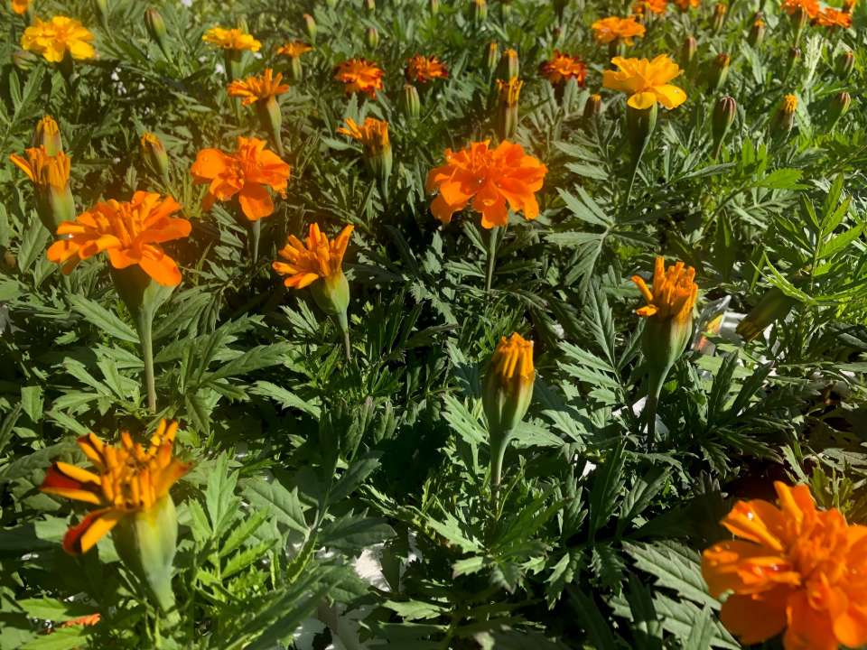 marigolds 