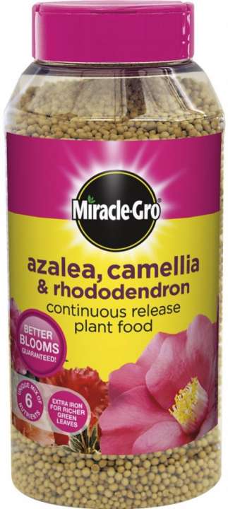 miracle gro azalea, camellia & rhododendron continuous release plant food