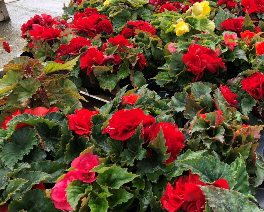 begonias