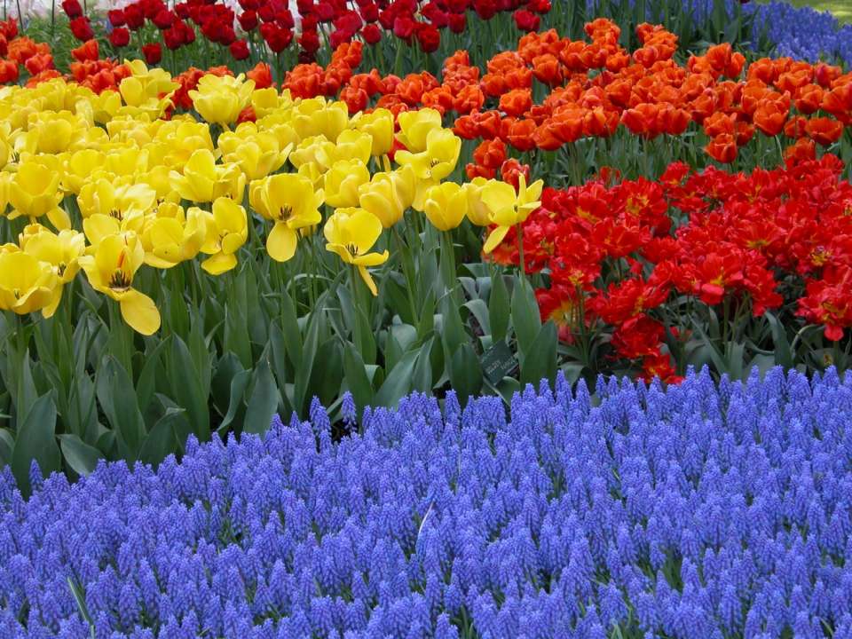 tulips, muscari, hyacinths, narcissus, daffodils