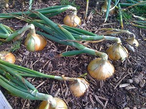 onions growing in the soil