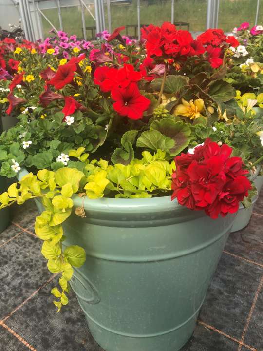 geraniums growing in a pot