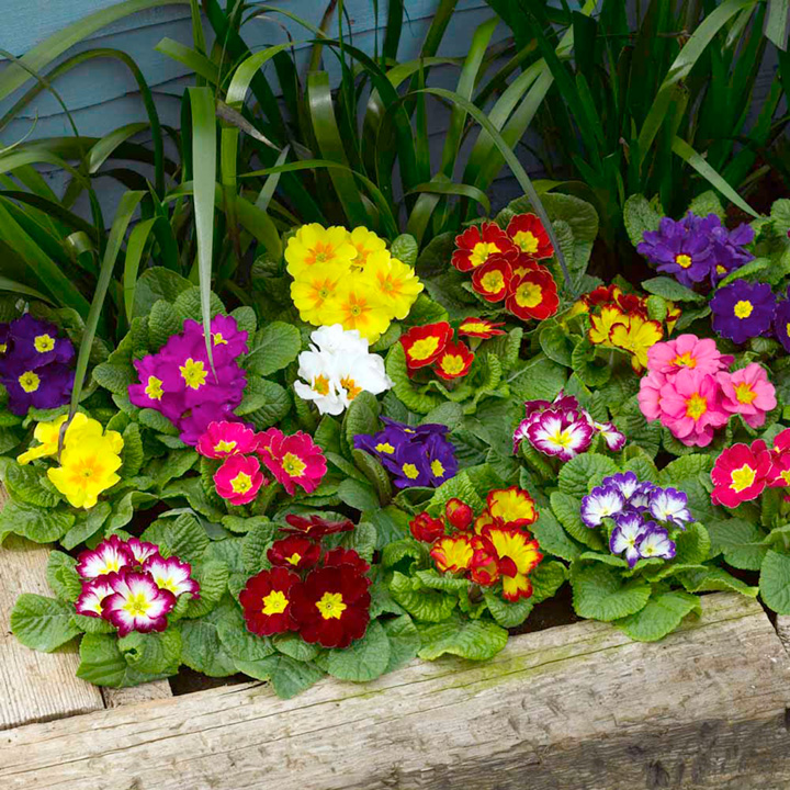 pink, yellow, blue and red primroses growing in spring