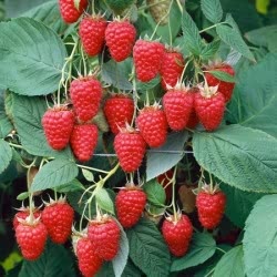 wild raspberries growing