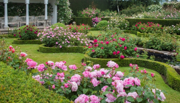 garden full of pink and red roses