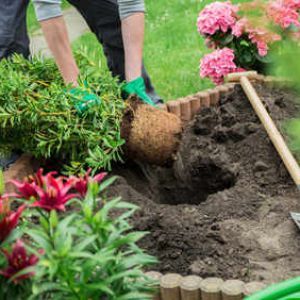 planting shrubs