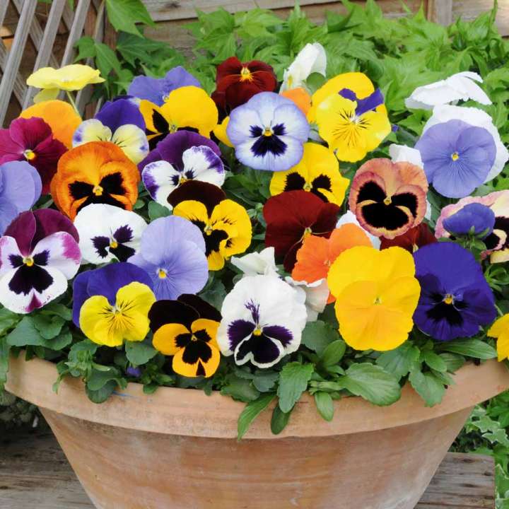 colourful winter pansies growing in a pot