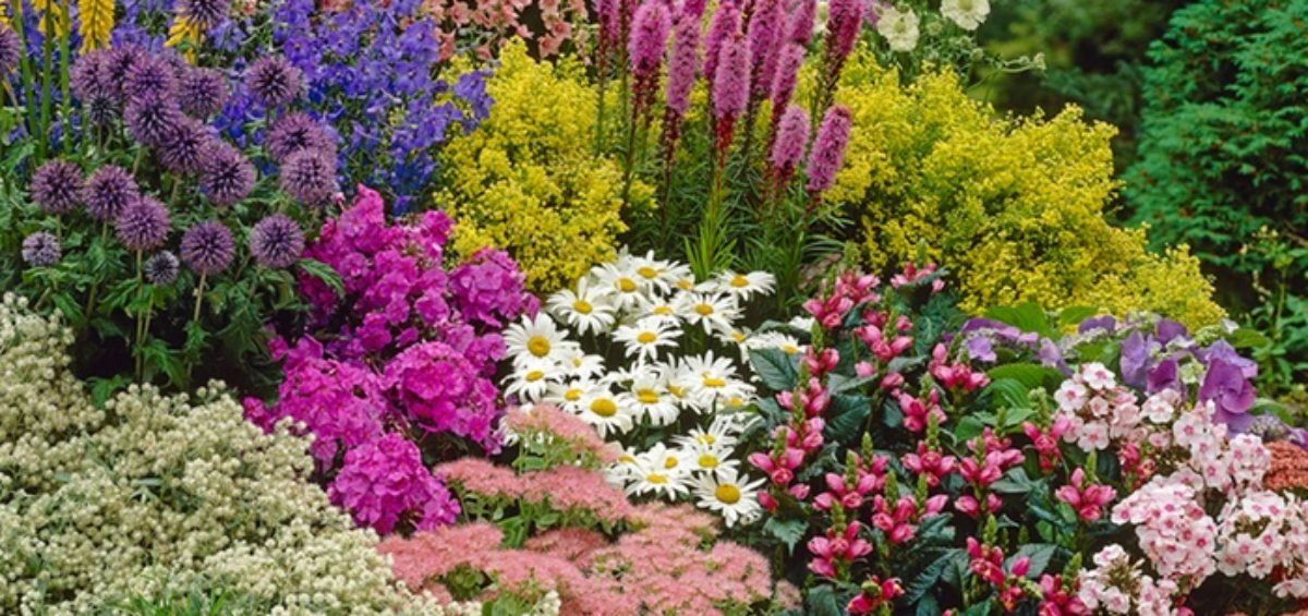 herbaceous perennials, lupins, salvia, gaillardia