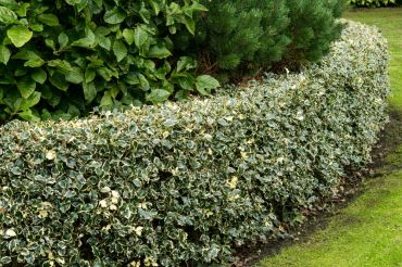 6 great shrubs and hedging plants