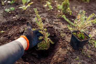 Autumn Gardening – 15 Tasks For October